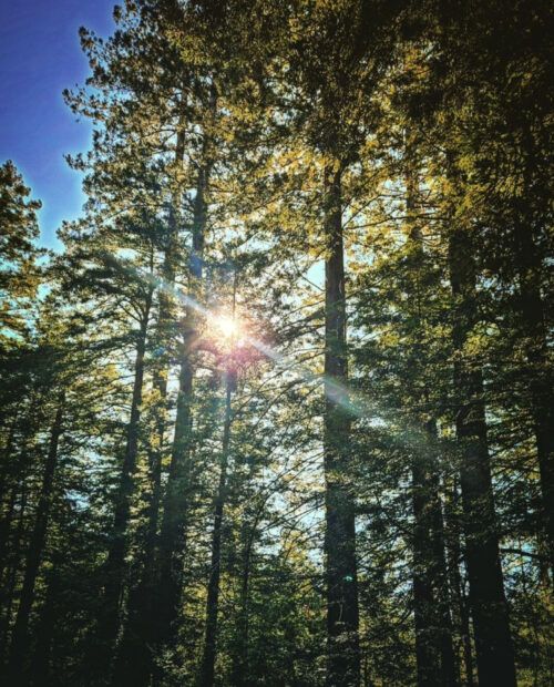 Redwood Hydrosol - Image 6